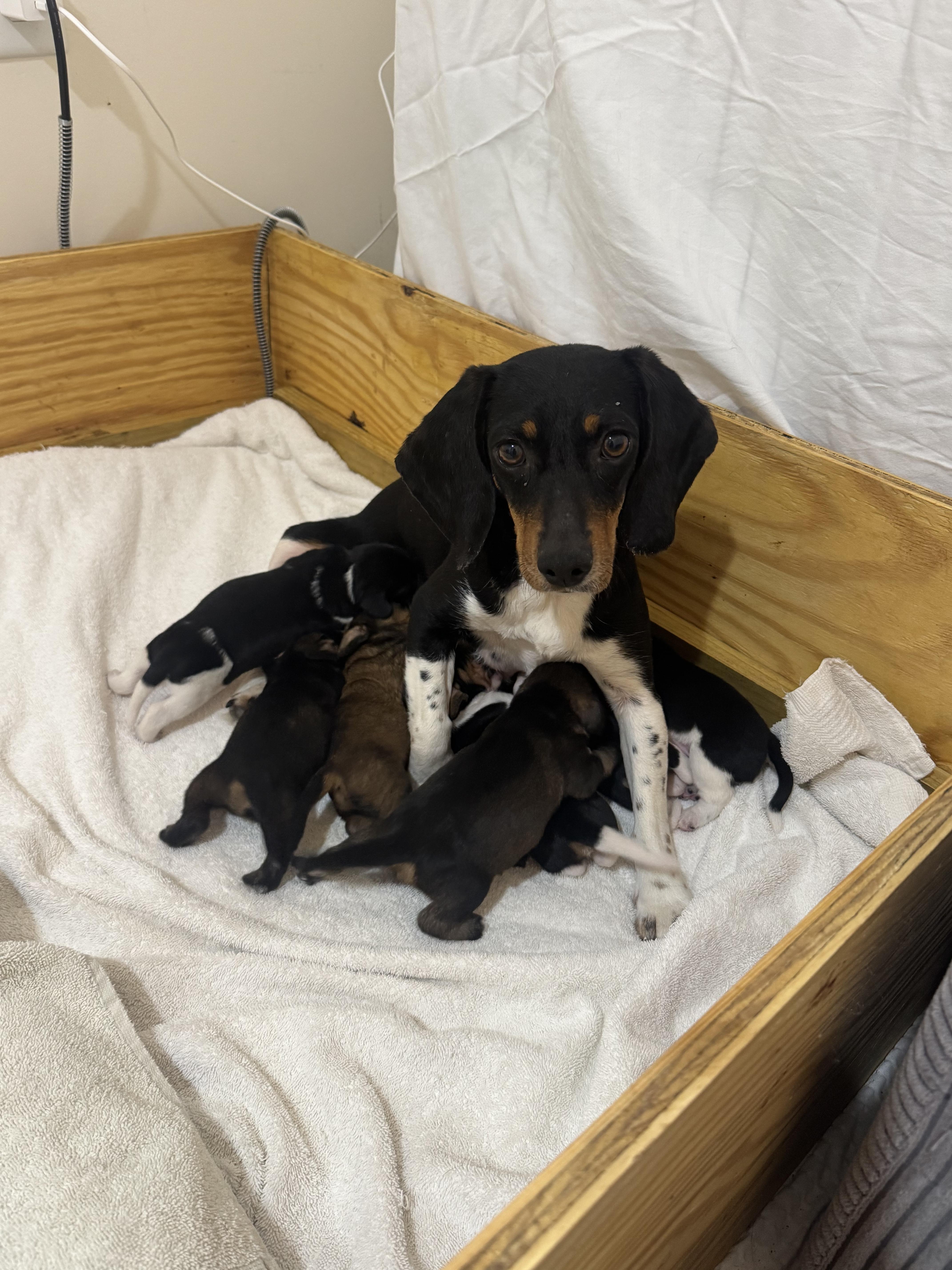 Enlarge Noel, a ADOPTABLE mixed breed in Stuarts Draft, VA image 5/5