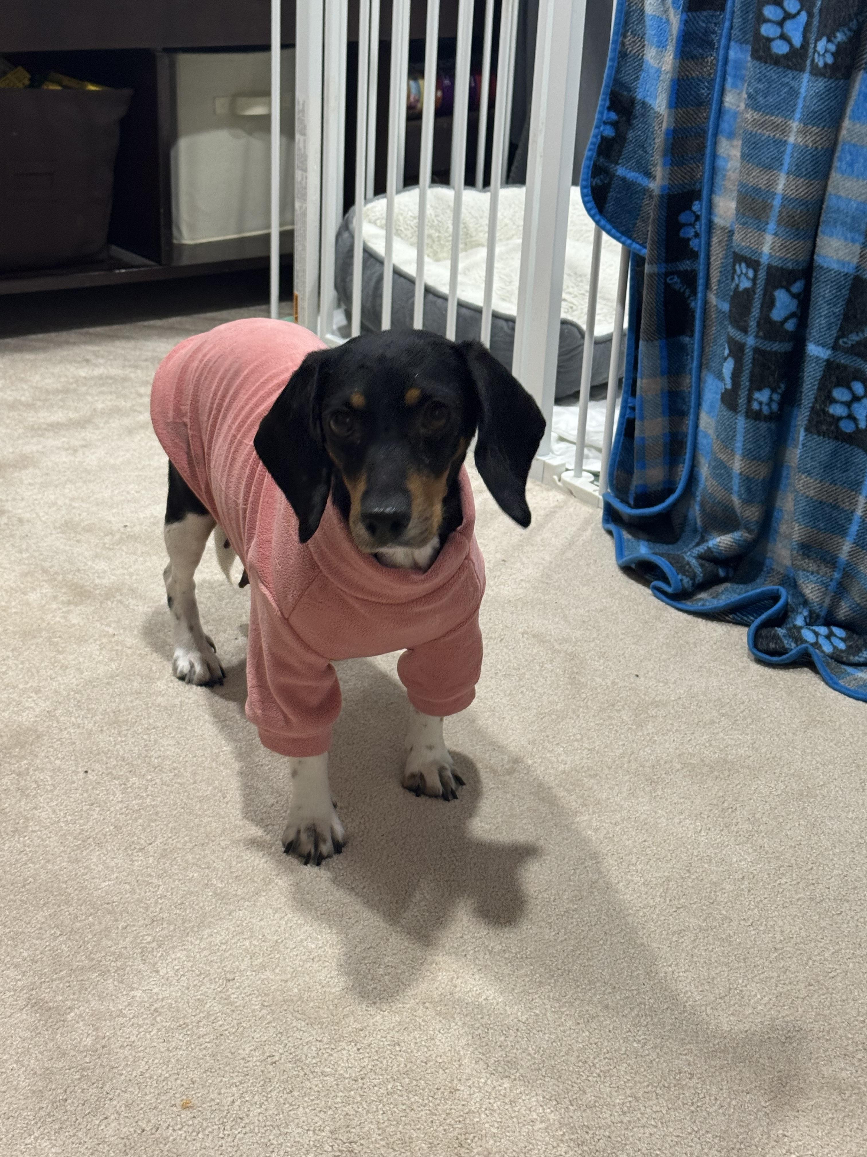 Noel, ADOPTABLE, Adult Female Dachshund & Beagle.