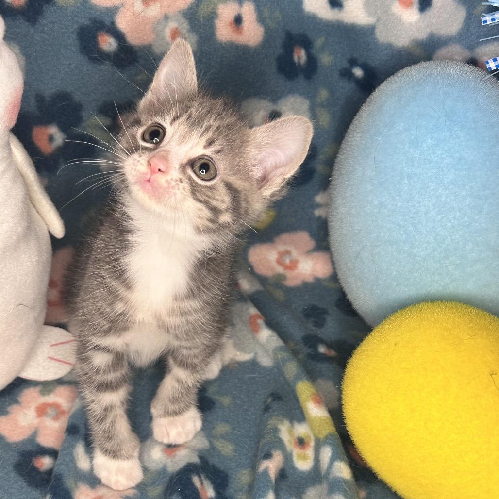 Whiskey Sour, Adoptable, Kitten Male American Shorthair & Bengal.