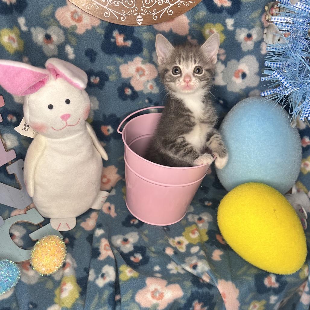 Enlarge Whiskey Sour, a Adoptable mixed breed in Mount Vernon, IL image 2/6