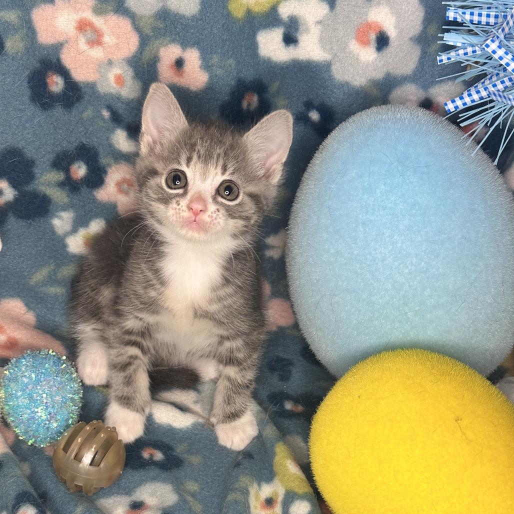 Enlarge Whiskey Sour, a Adoptable mixed breed in Mount Vernon, IL image 3/6