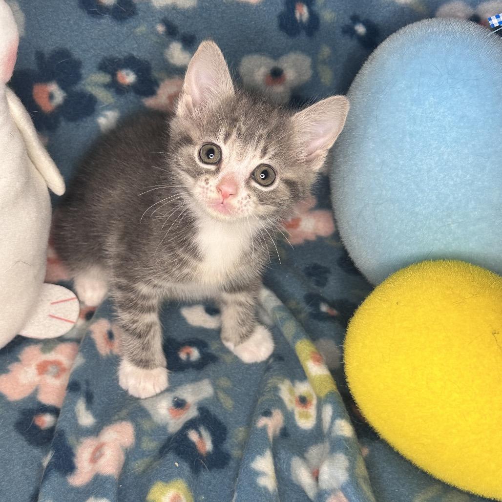 Enlarge Whiskey Sour, a Adoptable mixed breed in Mount Vernon, IL image 4/6