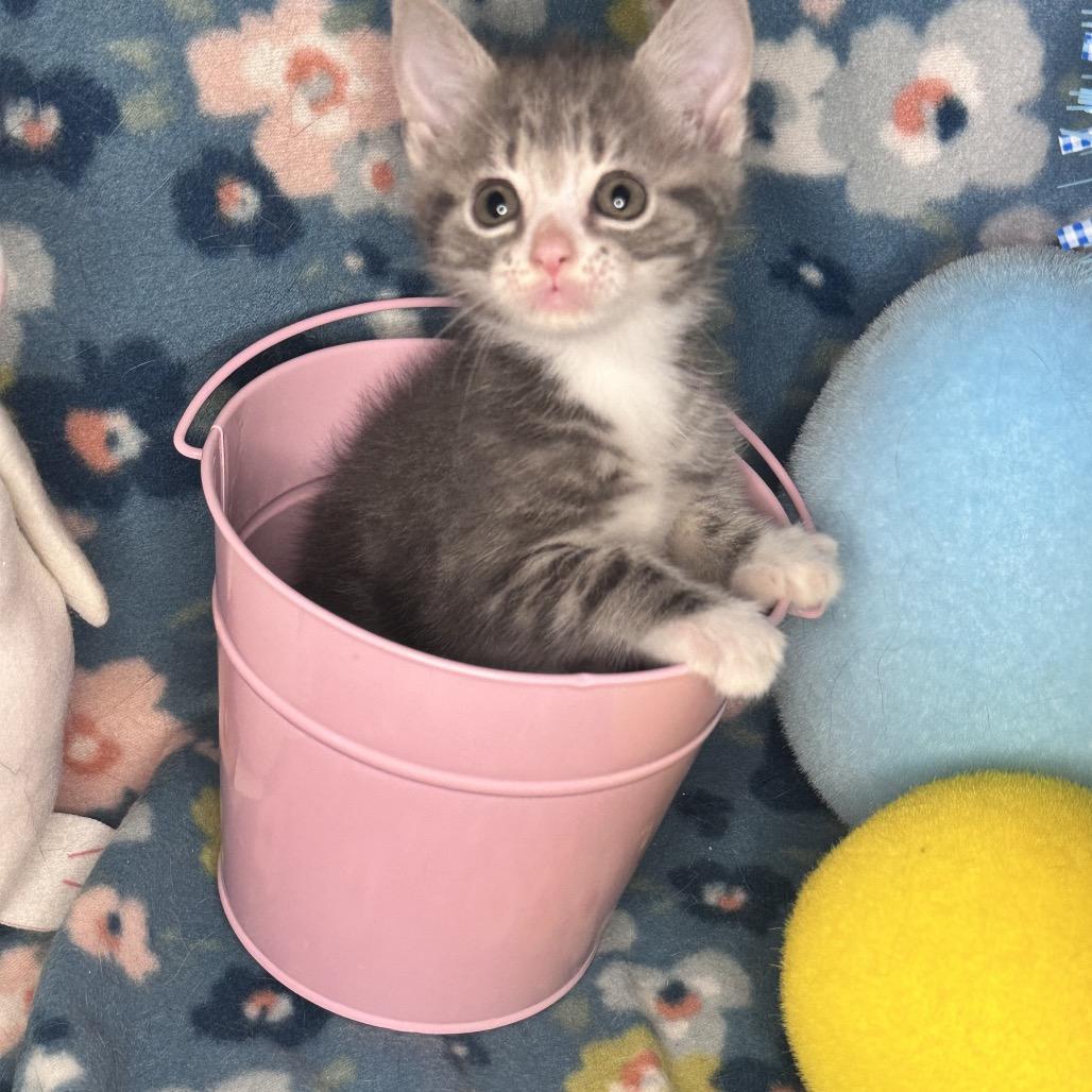 Enlarge Whiskey Sour, a Adoptable mixed breed in Mount Vernon, IL image 5/6