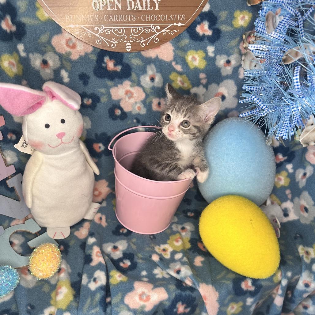 Enlarge Whiskey Sour, a Adoptable mixed breed in Mount Vernon, IL image 6/6