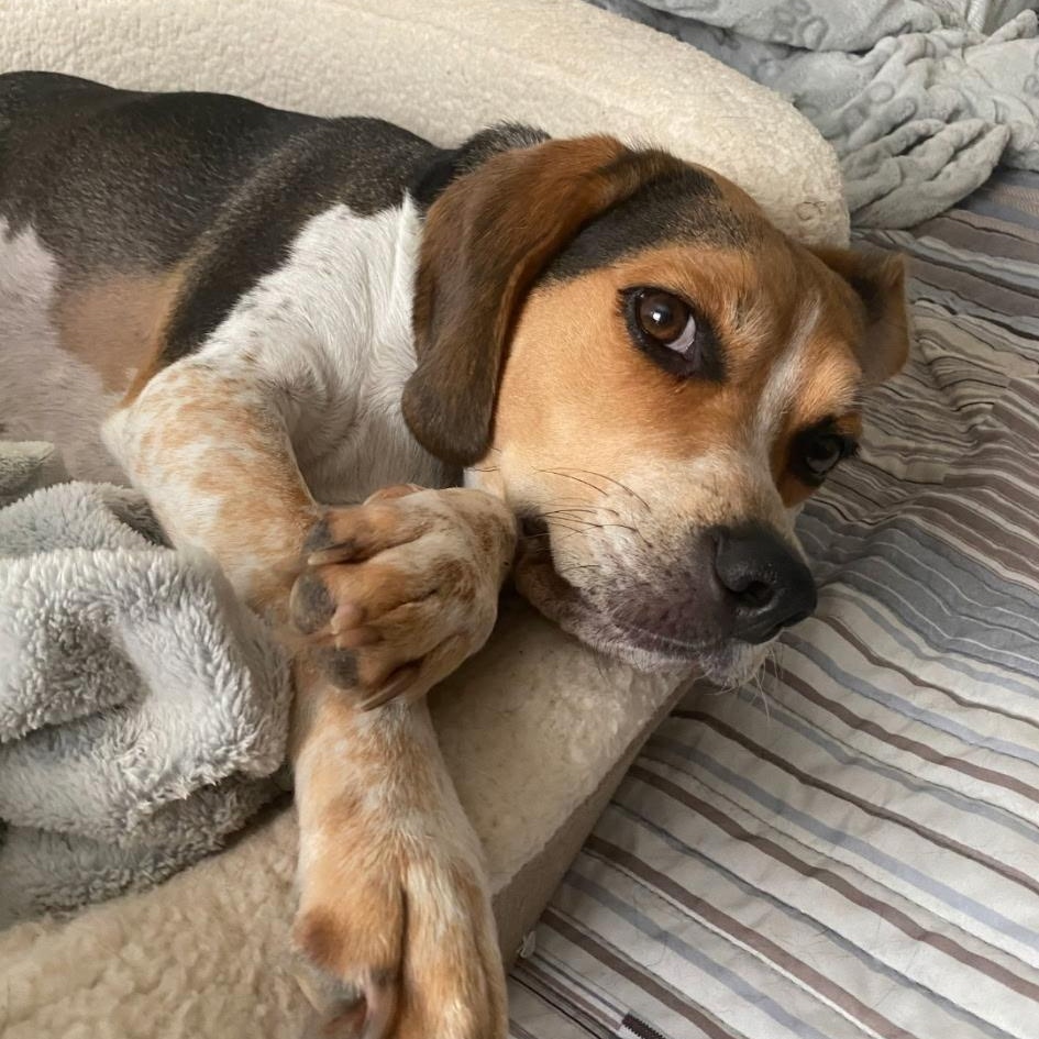 Zoom, ADOPTABLE, Senior Male Beagle.