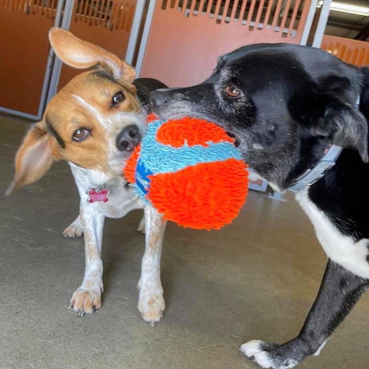 Enlarge Zoom, a ADOPTABLE Beagle in Bella Vista, AR image 2/2