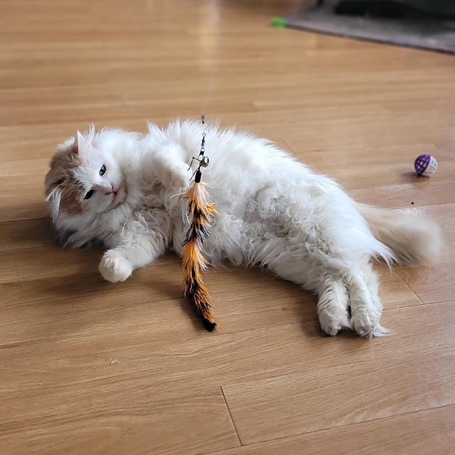 Enlarge Fuzz Aldrin, a ADOPTABLE Domestic Long Hair in Fredericton, NB image 3/6