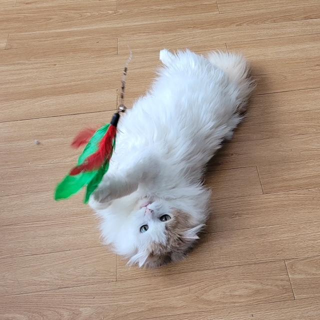 Enlarge Fuzz Aldrin, a ADOPTABLE Domestic Long Hair in Fredericton, NB image 5/6