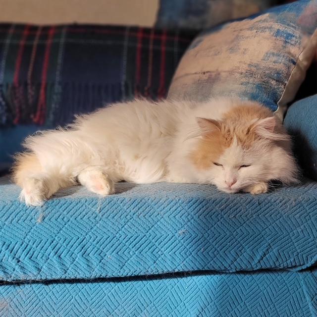 Fuzz Aldrin, ADOPTABLE, Adult Male Domestic Long Hair.