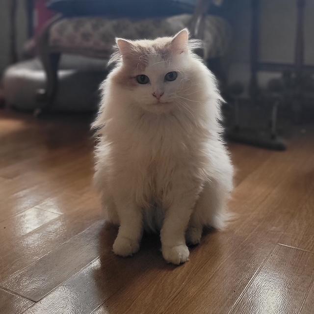 Enlarge Fuzz Aldrin, a ADOPTABLE Domestic Long Hair in Fredericton, NB image 4/6