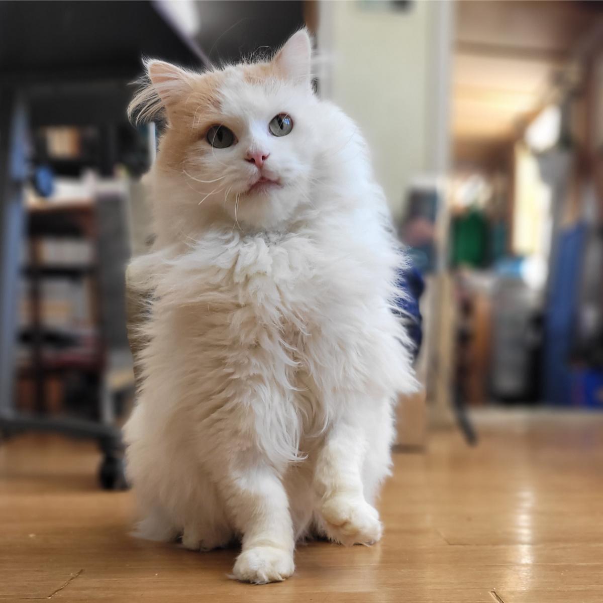 Enlarge Fuzz Aldrin, a ADOPTABLE Domestic Long Hair in Fredericton, NB image 2/6