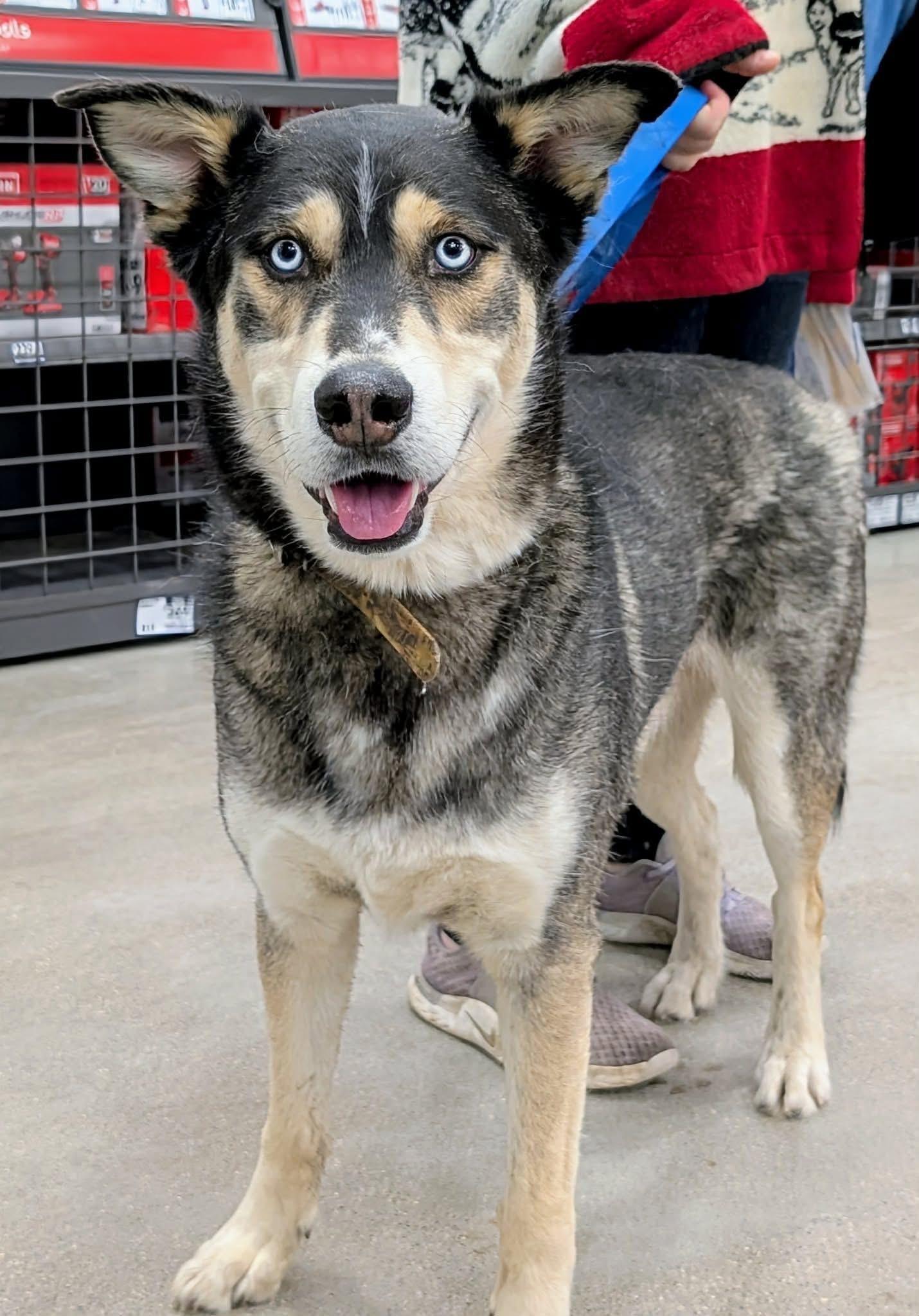 Enlarge Theseus, a Adoptable mixed breed in Toledo, OH image 2/2