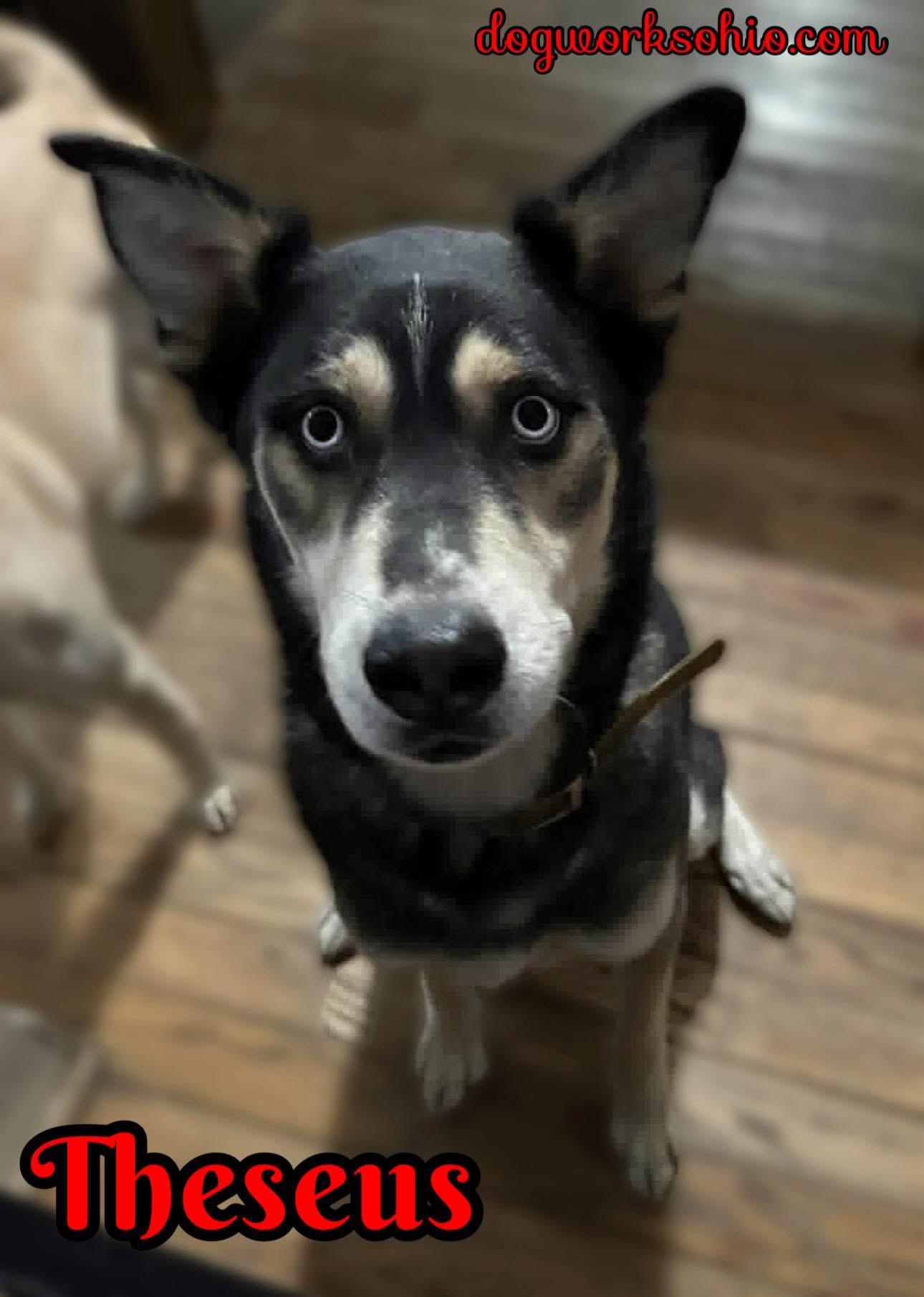 Theseus, Adoptable, Adult Male Husky & Norwegian Elkhound.