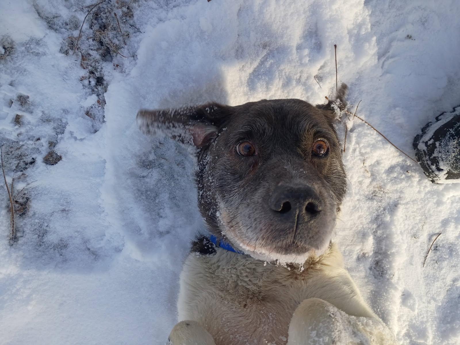 Enlarge Stetson, a ADOPTABLE mixed breed in Penn Yan, NY image 1/2