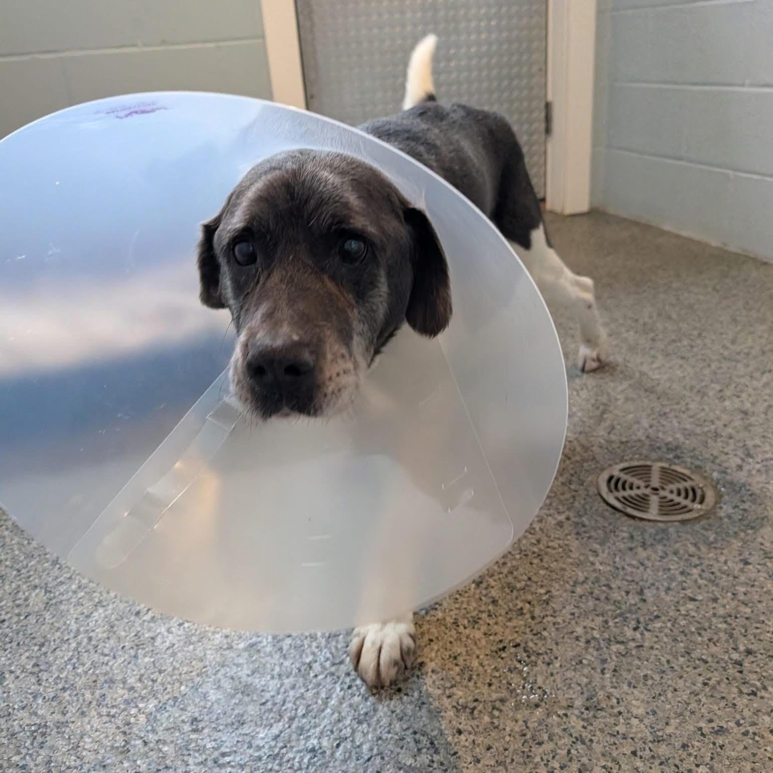 Enlarge Stetson, a ADOPTABLE mixed breed in Penn Yan, NY image 2/2