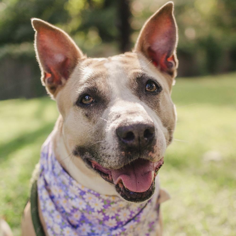 Enlarge Billie Jean, a Adoptable mixed breed in Long Island City, NY image 1/5