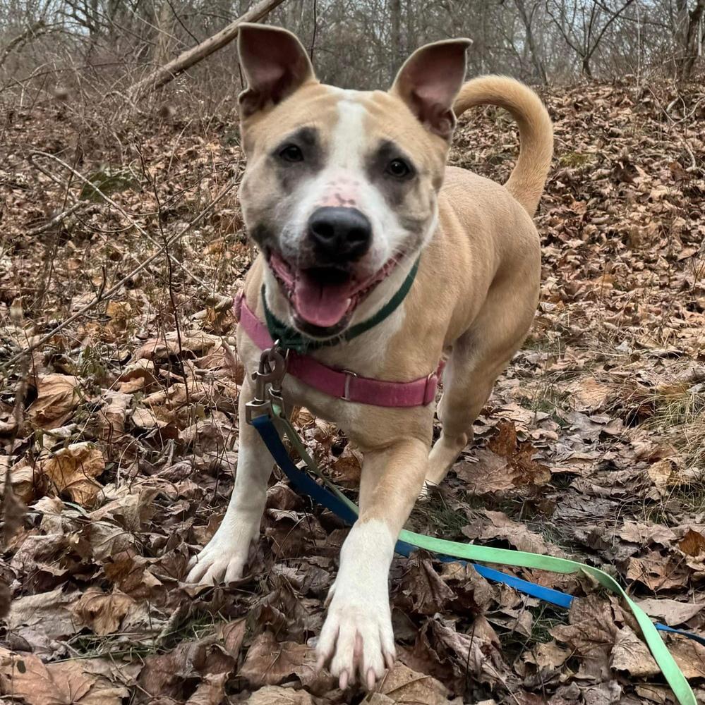 Enlarge Billie Jean, a Adoptable mixed breed in Long Island City, NY image 2/5