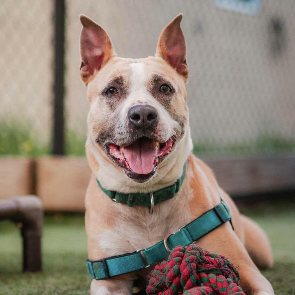 Enlarge Billie Jean, a Adoptable mixed breed in Long Island City, NY image 3/6