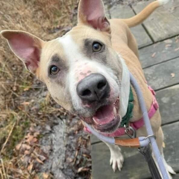 Enlarge Billie Jean, a Adoptable mixed breed in Long Island City, NY image 4/5