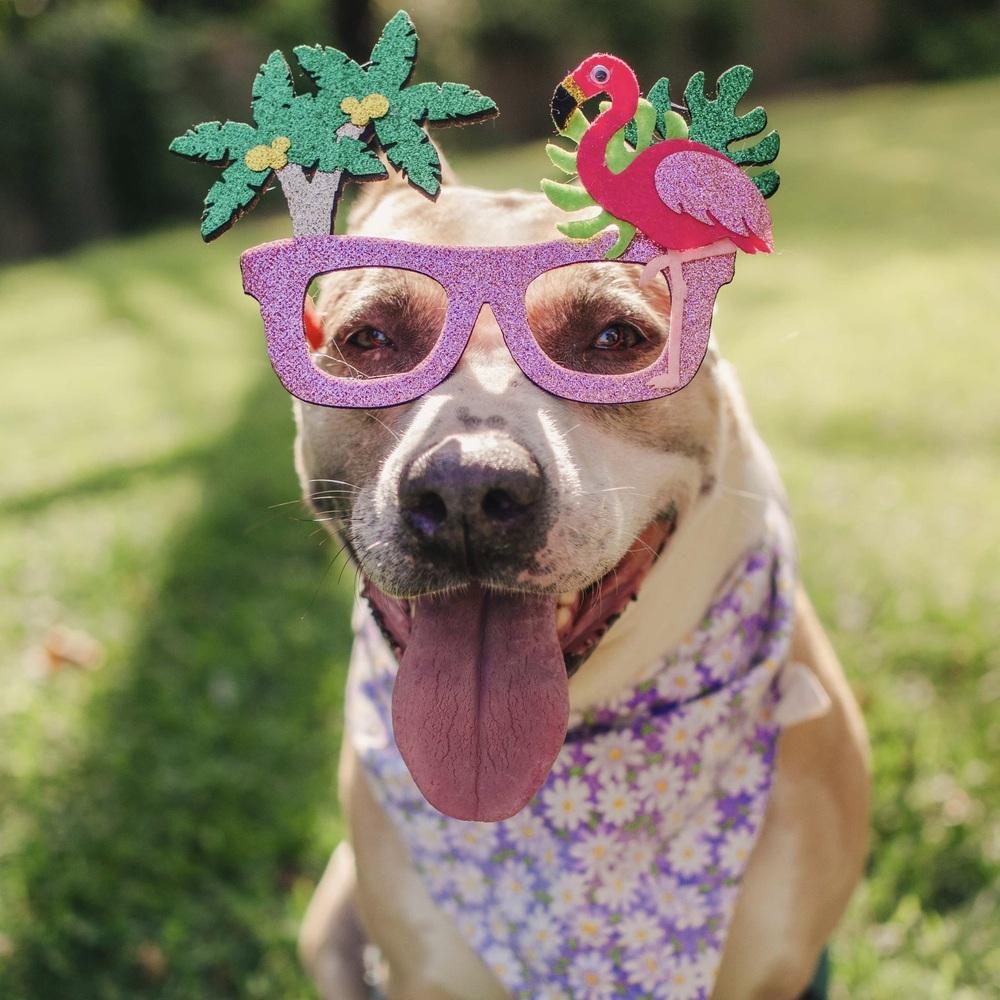 Enlarge Billie Jean, a Adoptable mixed breed in Long Island City, NY image 5/6