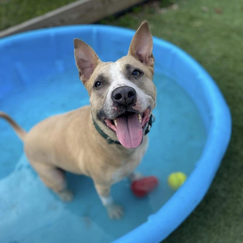 Enlarge Billie Jean, a Adoptable mixed breed in Long Island City, NY image 5/5