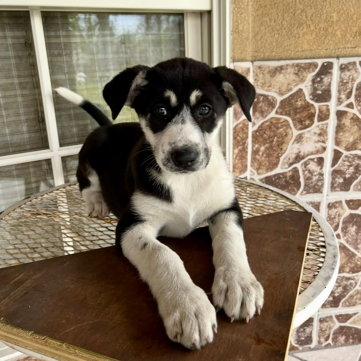 Enlarge Cataleya, a Adoptable mixed breed in Buffalo , NY image 2/6