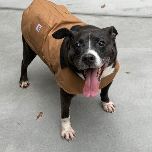 Thor, Adoptable, Adult Male Pit Bull Terrier & Labrador Retriever.