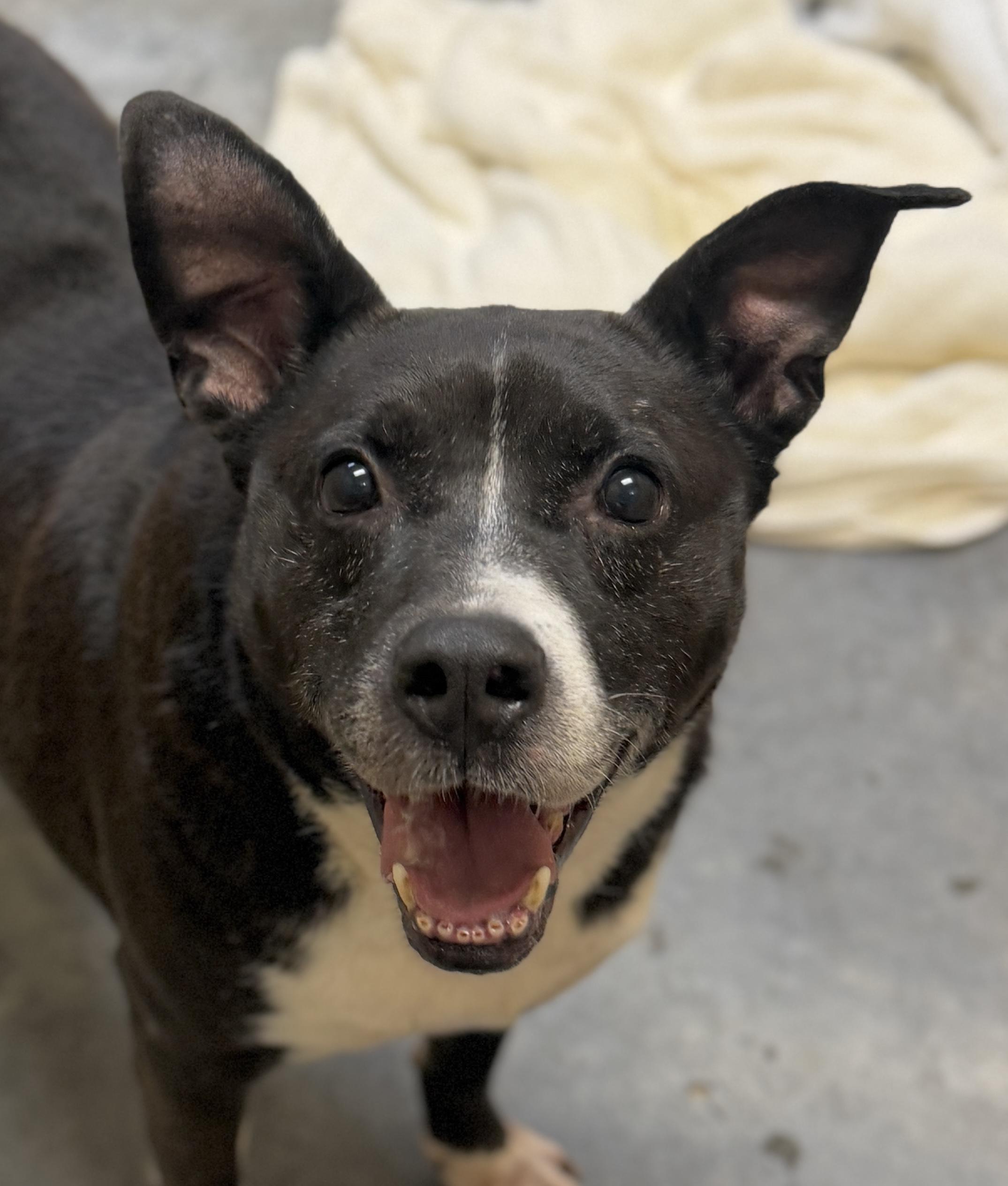 Enlarge Thor, a Adoptable mixed breed in Georgetown, KY image 1/6