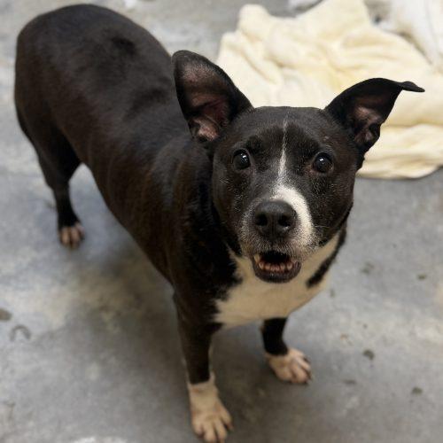 Thor, Adoptable, Adult Male Pit Bull Terrier & Labrador Retriever.