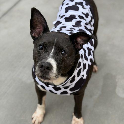 Enlarge Thor, a Adoptable mixed breed in Georgetown, KY image 3/5