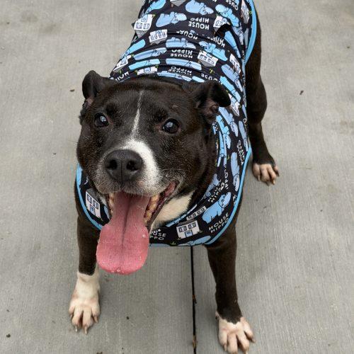 Enlarge Thor, a Adoptable mixed breed in Georgetown, KY image 4/5