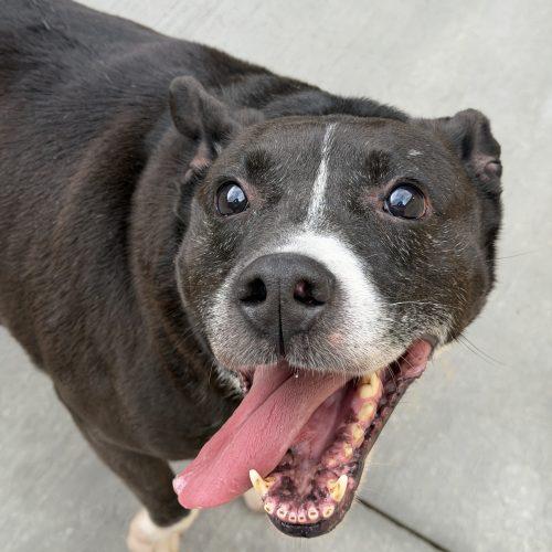 Enlarge Thor, a Adoptable mixed breed in Georgetown, KY image 5/5