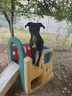 Dallas, ADOPTABLE, Adult Male Pit Bull Terrier & Mixed Breed.