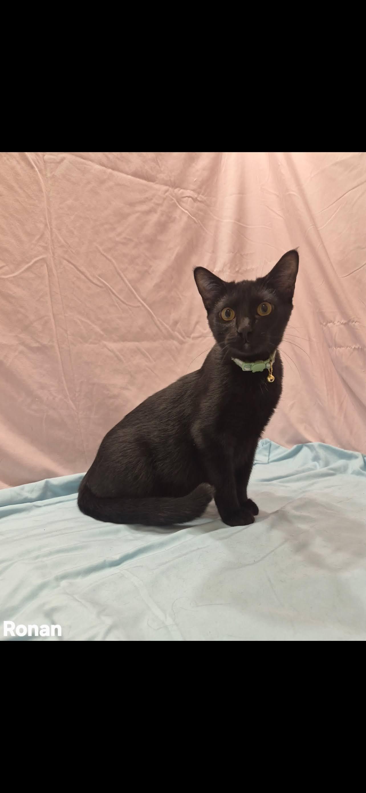 Ronan, ADOPTABLE, Young Male Domestic Short Hair.