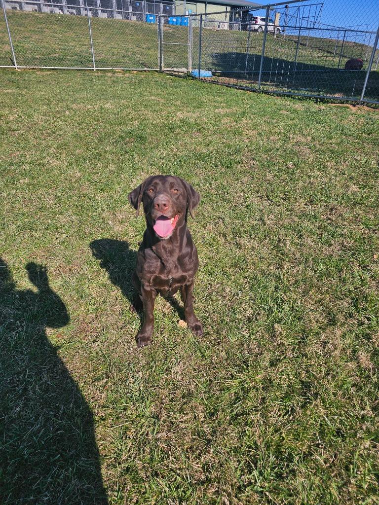 Scarlet-Adoptable, a Adoptable Labrador Retriever in Chickamauga , GA image 2/6