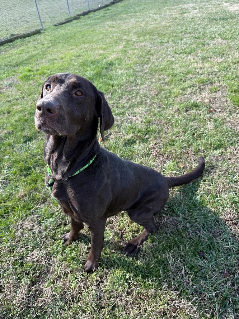 Scarlet-Adoptable, a Adoptable Labrador Retriever in Chickamauga , GA image 3/6
