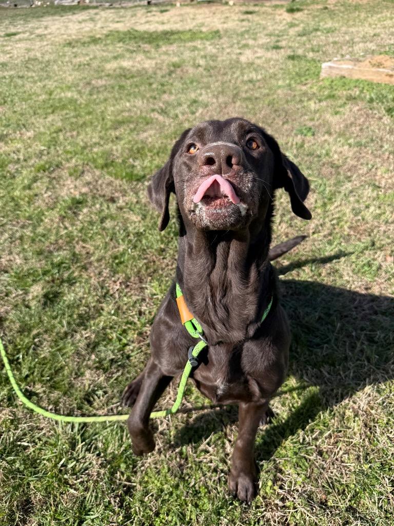 Scarlet-Adoptable, a Adoptable Labrador Retriever in Chickamauga , GA image 4/6