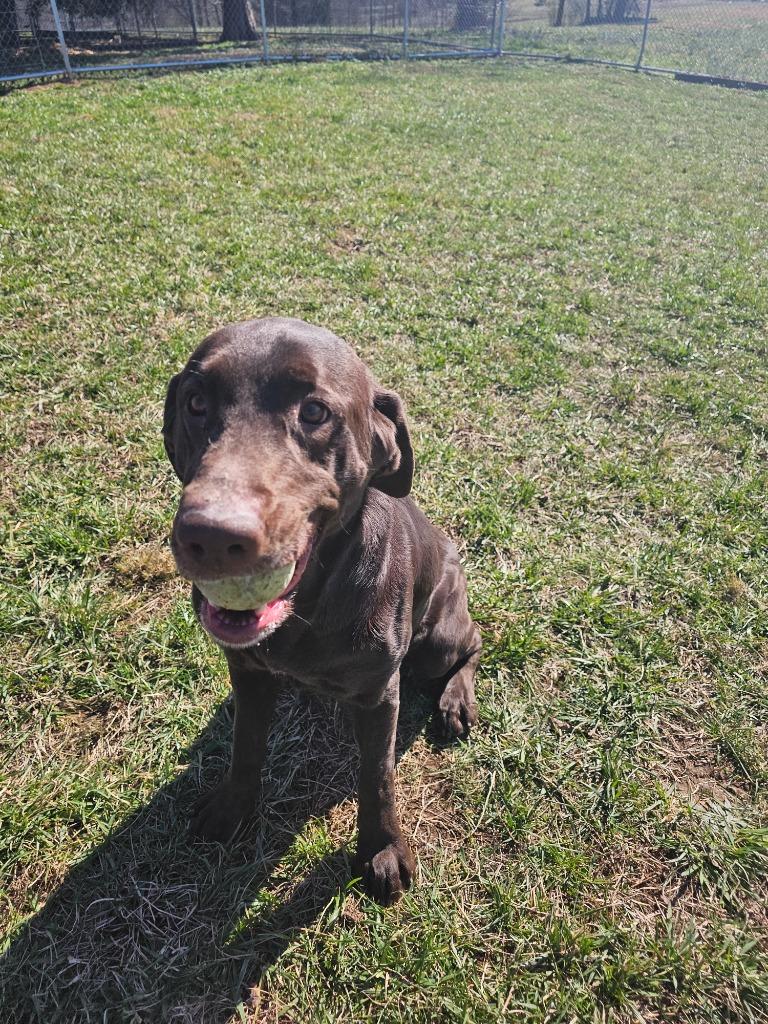 Scarlet-Adoptable, a Adoptable Labrador Retriever in Chickamauga , GA image 5/6