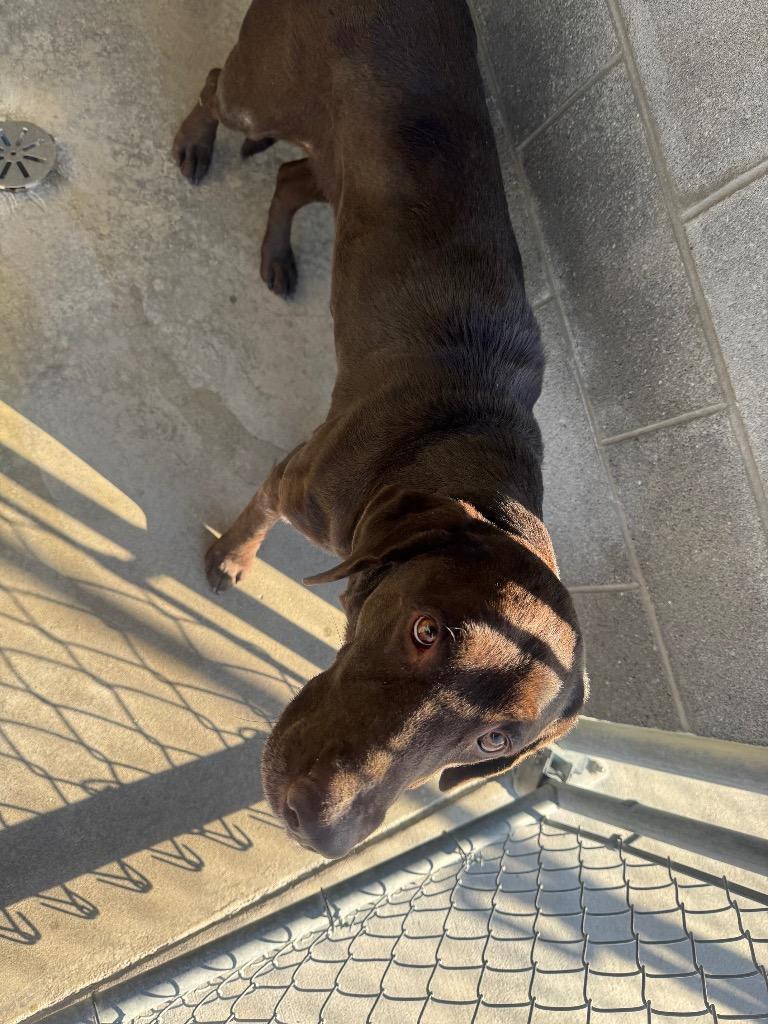 Enlarge Scarlet-Adoptable Awaiting S/N, a Adoptable Labrador Retriever in Chickamauga , GA image 1/1