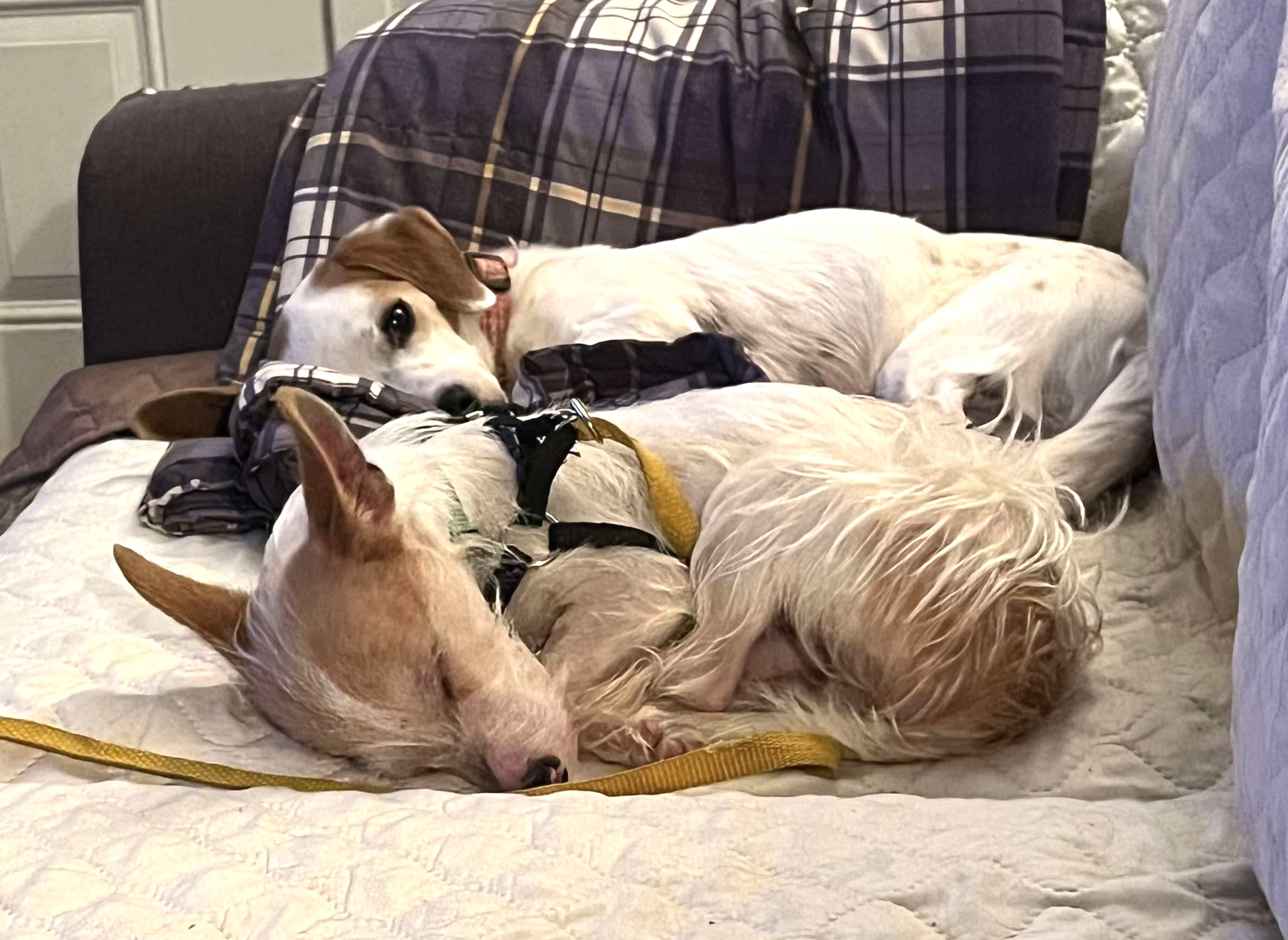 Enlarge Petey loves kitties, a Adoptable mixed breed in Lockhart, TX image 4/6