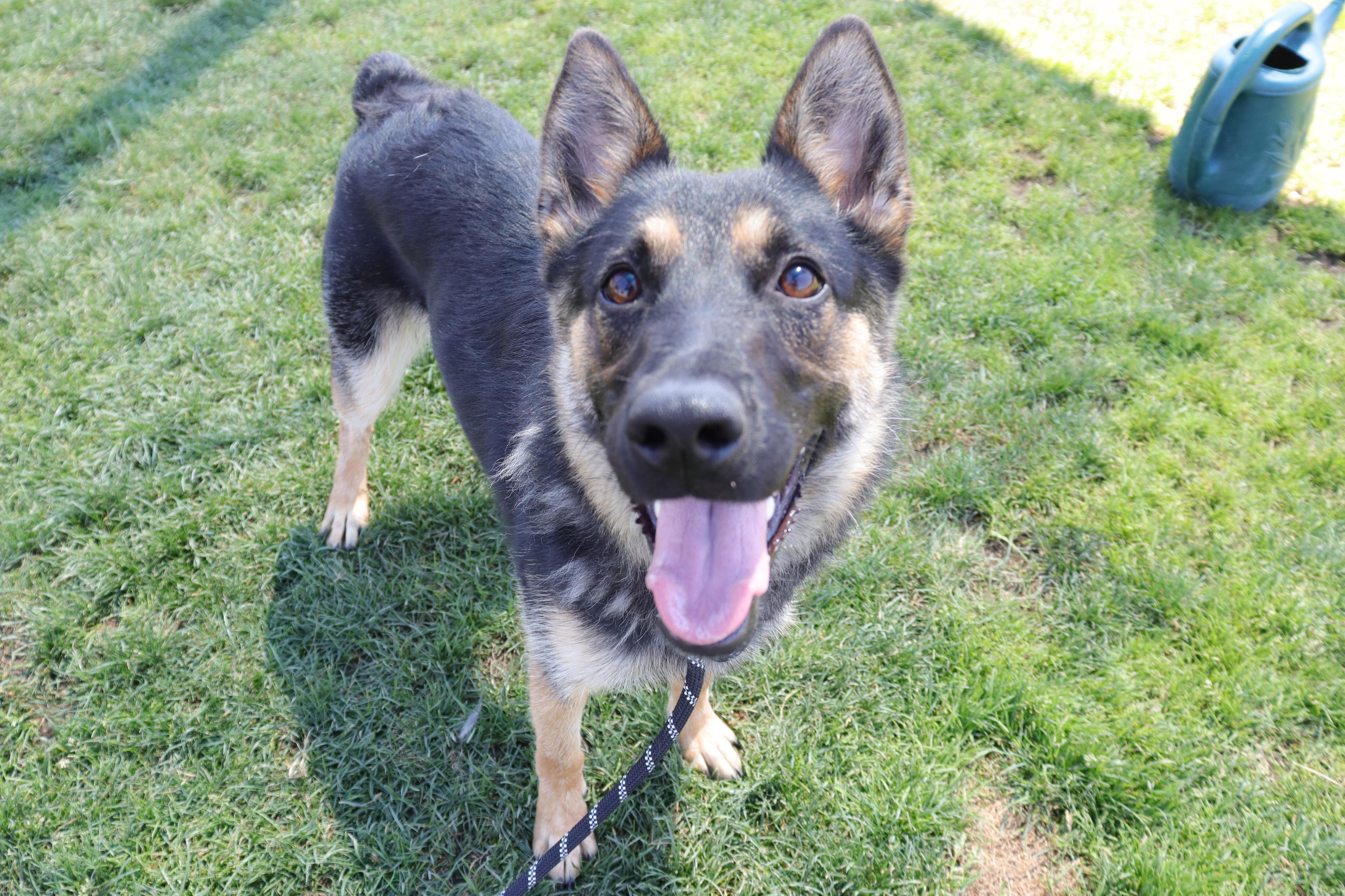 Enlarge Mallory, a Adoptable mixed breed in Clovis, CA image 2/2