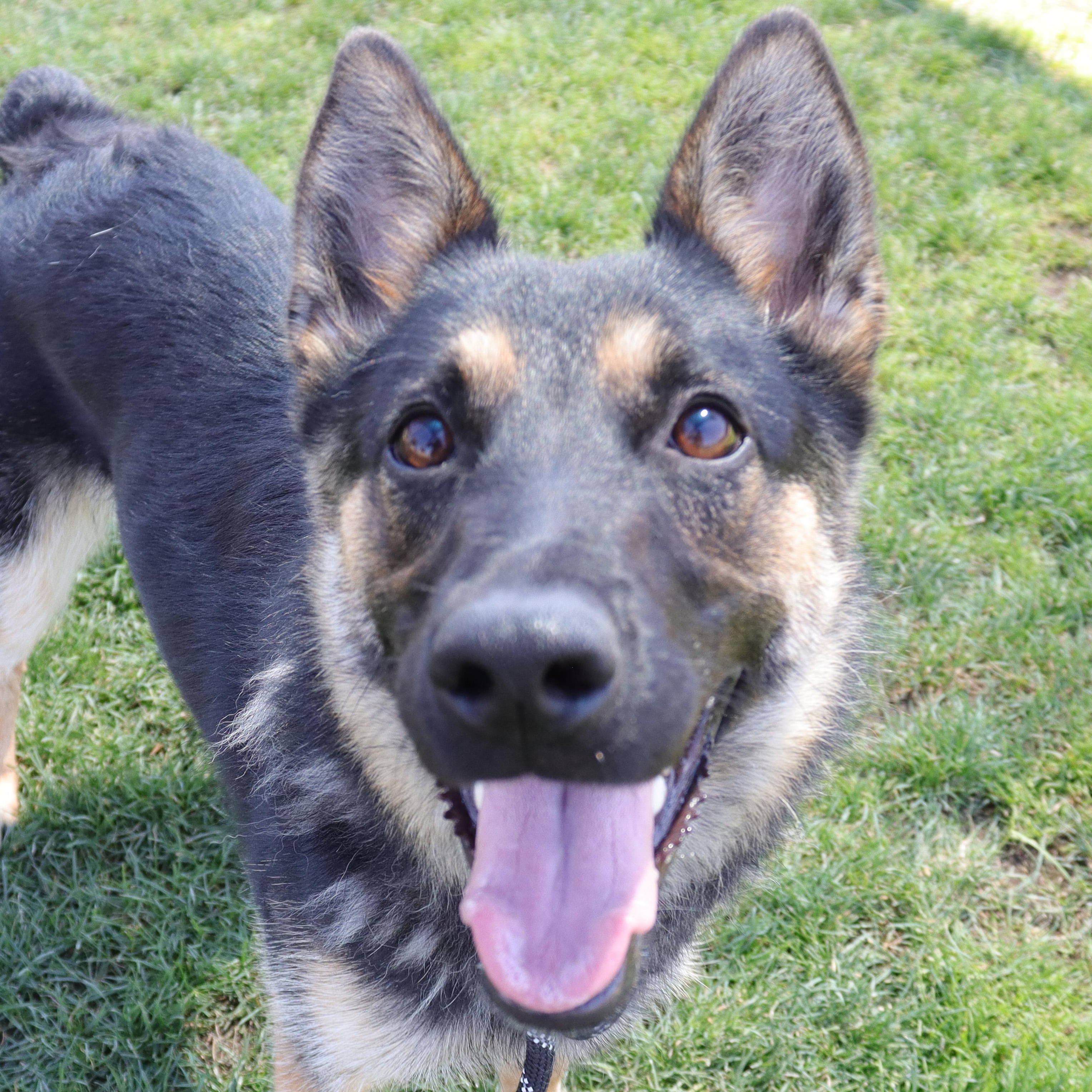 Mallory, Adoptable, Young Female German Shepherd Dog & Australian Cattle Dog / Blue Heeler.