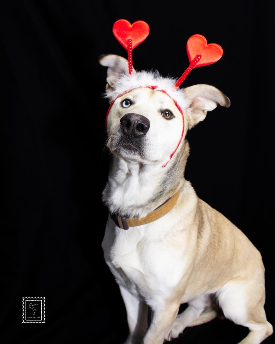 Enlarge Rocket / Pystol, a ADOPTABLE mixed breed in Maryville, MO image 2/5