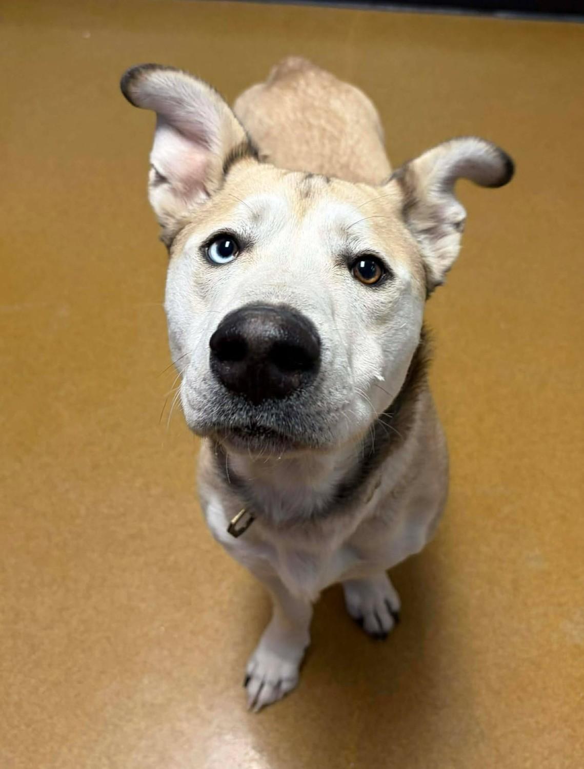 Enlarge Rocket / Pystol, a ADOPTABLE mixed breed in Maryville, MO image 4/5