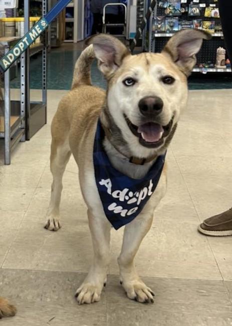 Enlarge Rocket / Pystol, a ADOPTABLE mixed breed in Maryville, MO image 1/5