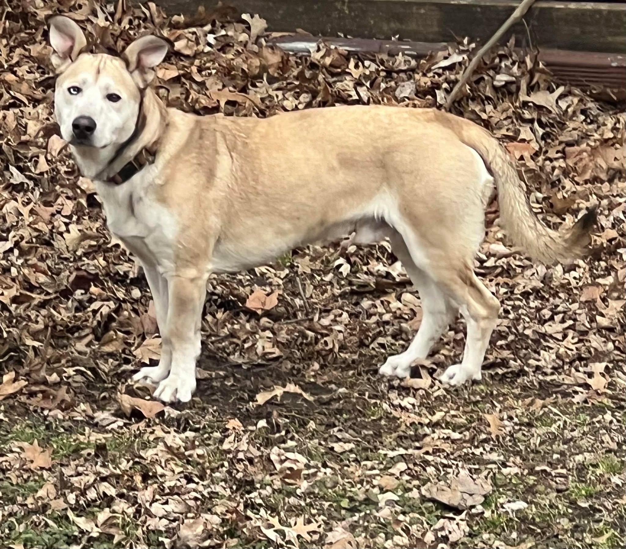 Enlarge Rocket / Pystol, a ADOPTABLE mixed breed in Maryville, MO image 5/5
