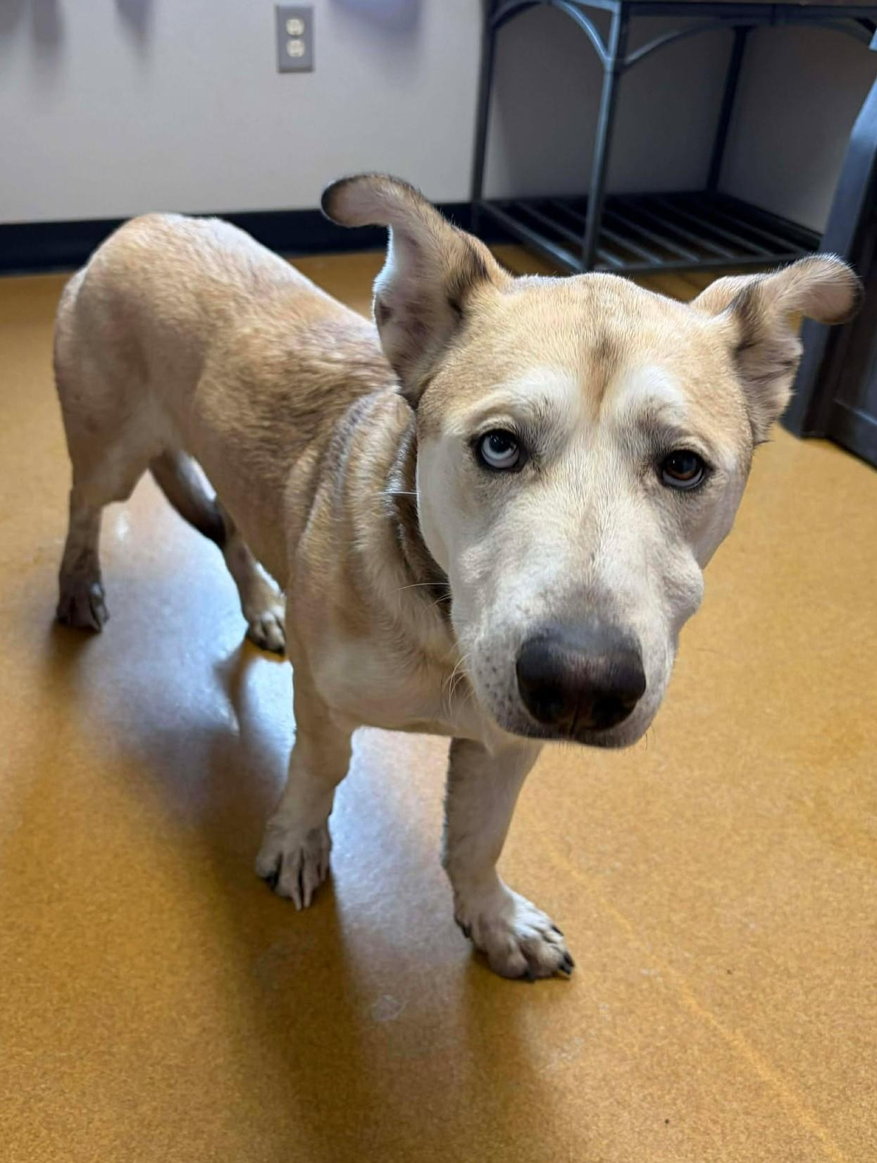 Enlarge Rocket / Pystol, a ADOPTABLE mixed breed in Maryville, MO image 3/5