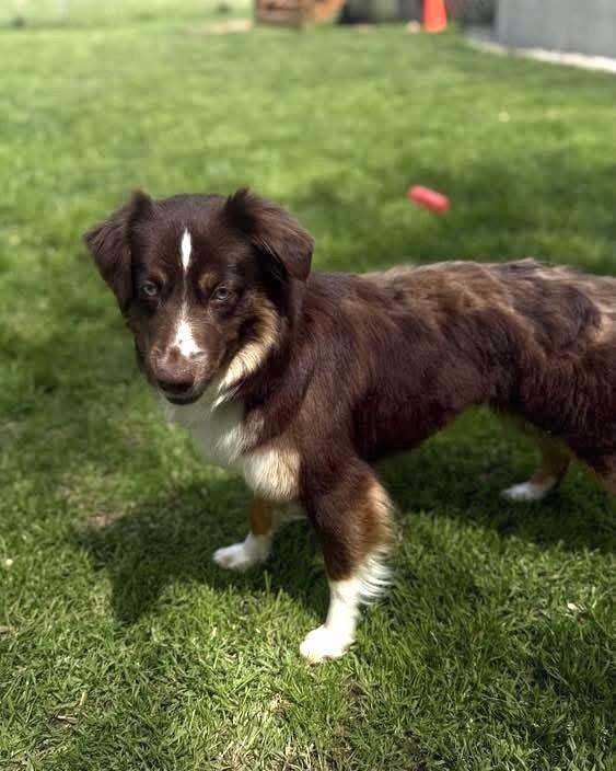 Enlarge Mocha, a Adoptable Australian Shepherd in Syracuse, NY image 2/6