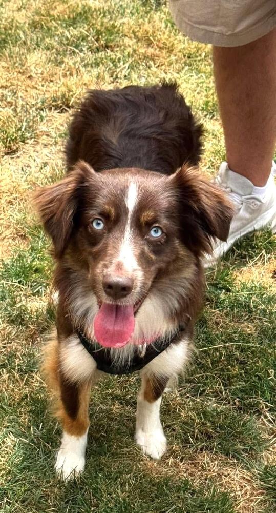 Enlarge Mocha, a Adoptable Australian Shepherd in Syracuse, NY image 4/6