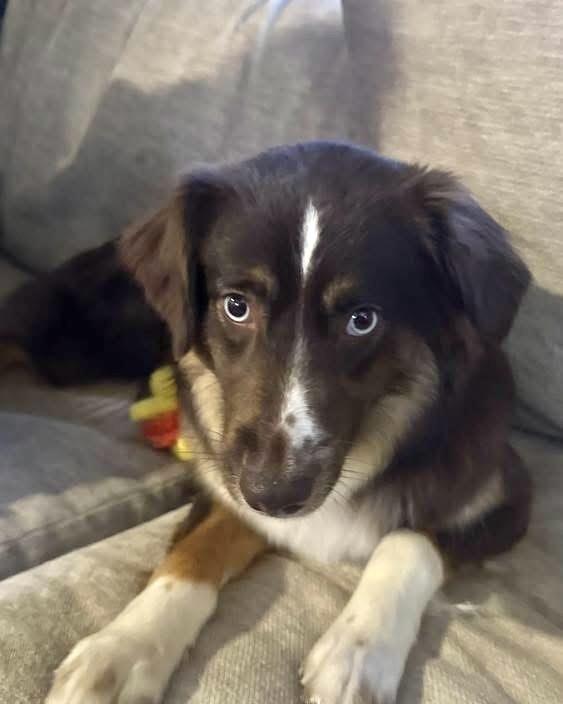 Enlarge Mocha, a Adoptable Australian Shepherd in Syracuse, NY image 5/6
